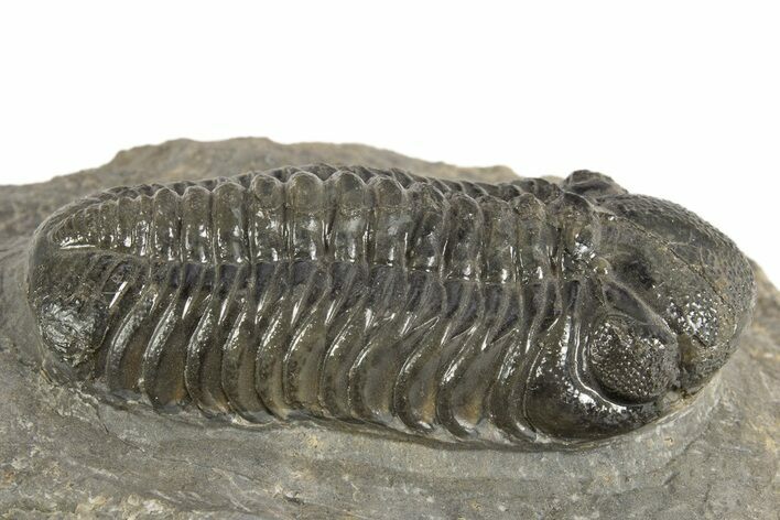 Prone Austerops Trilobite - Ofaten, Morocco #323590